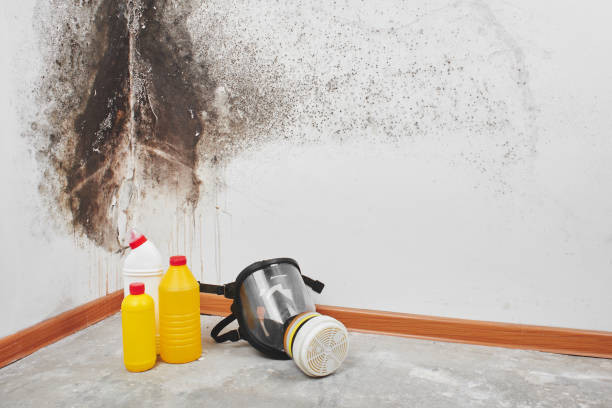 Best Fast Mold Removal  in Marine City, MI