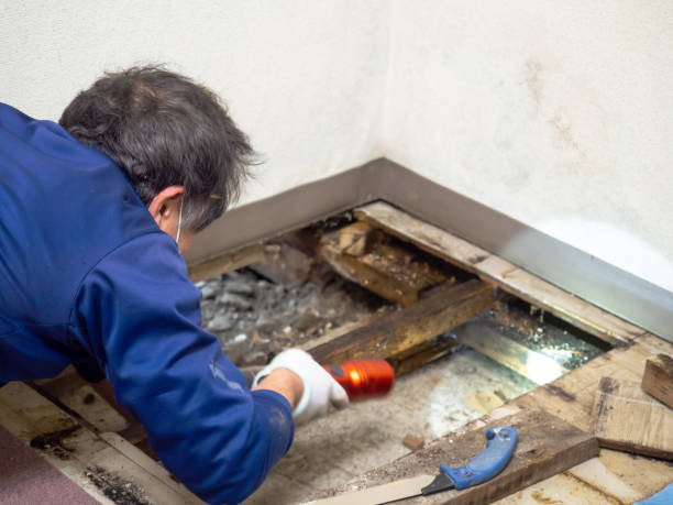 Best Crawl Space Mold Removal  in Marine City, MI