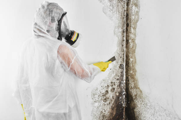 Best Mold Damage Repair  in Marine City, MI