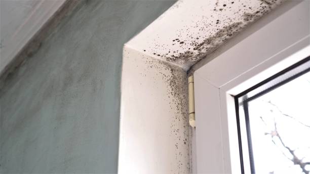 Best Same-Day Mold Removal  in Marine City, MI