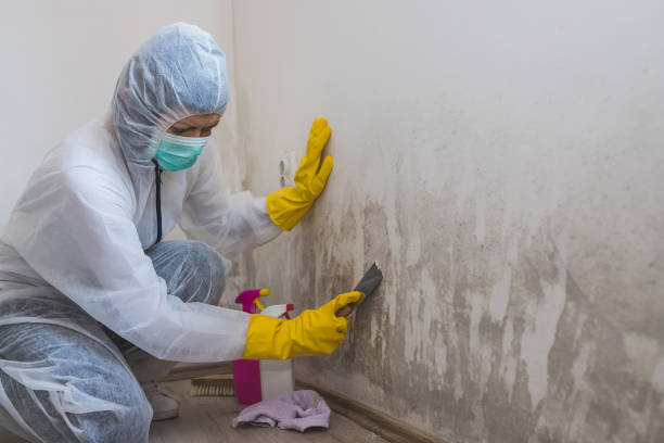 Trusted Marine City, MI Mold Removal Experts