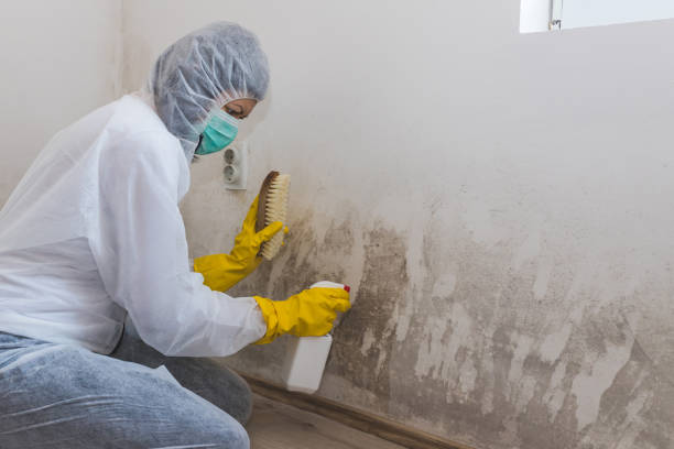 Best Toxic Mold Removal  in Marine City, MI