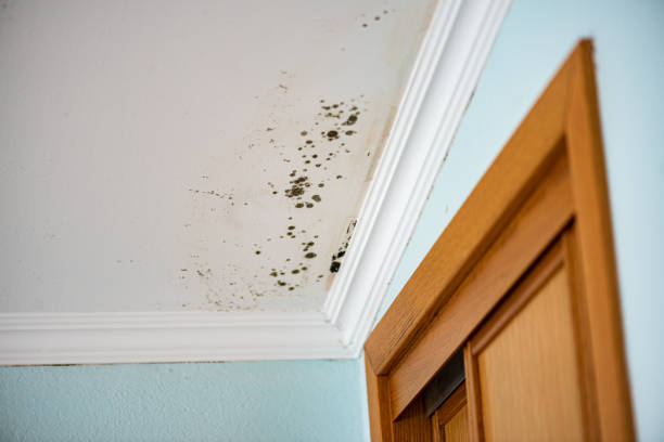 Best Attic Mold Removal  in Marine City, MI