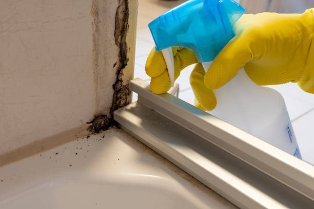 Best Local Mold Removal Service  in Marine City, MI