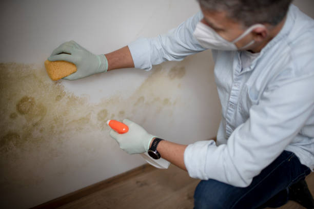 Best Certified Mold Removal  in Marine City, MI