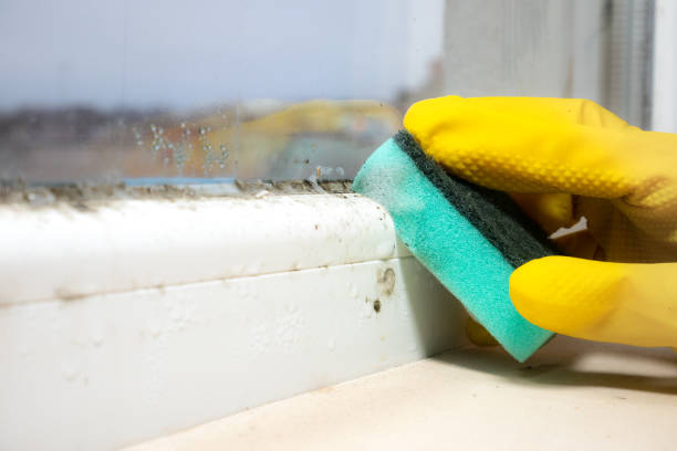 Best Attic Mold Removal  in Marine City, MI