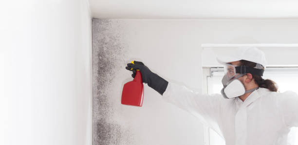Best Home Mold Removal  in Marine City, MI