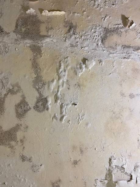 Best Commercial Mold Removal  in Marine City, MI