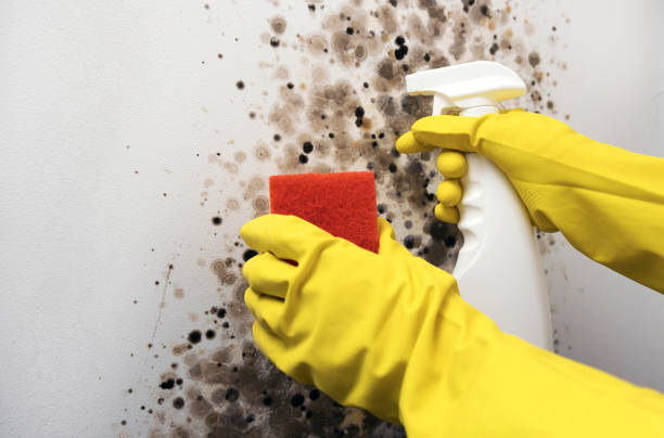 Best Water Damage Restoration  in Marine City, MI