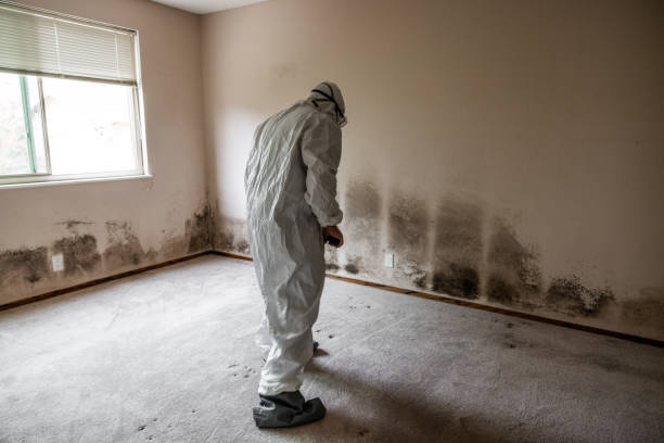 Best Mold Cleaning Services  in Marine City, MI