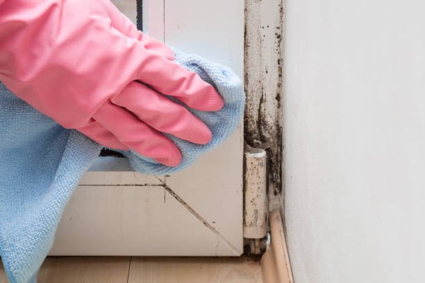 Best Crawl Space Mold Removal  in Marine City, MI